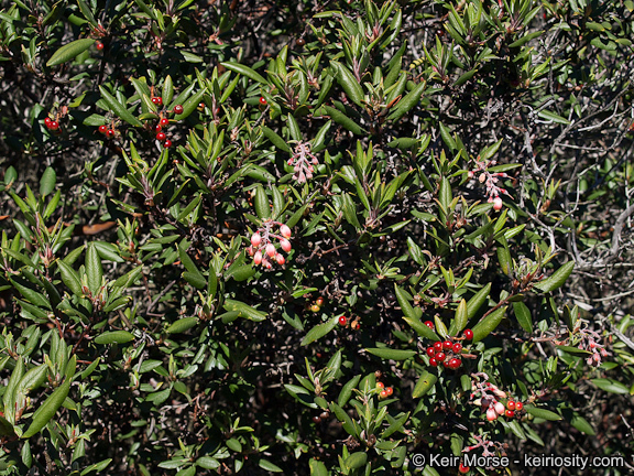 Imagem de Arctostaphylos bicolor (Nutt.) A. Gray