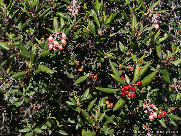 Imagem de Arctostaphylos bicolor (Nutt.) A. Gray