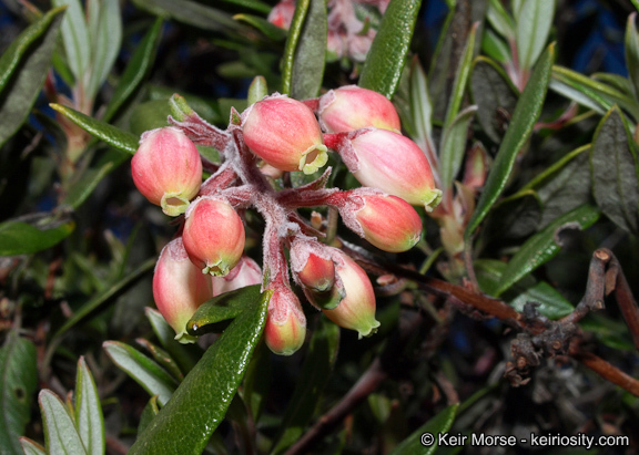 Image de Arctostaphylos bicolor (Nutt.) A. Gray