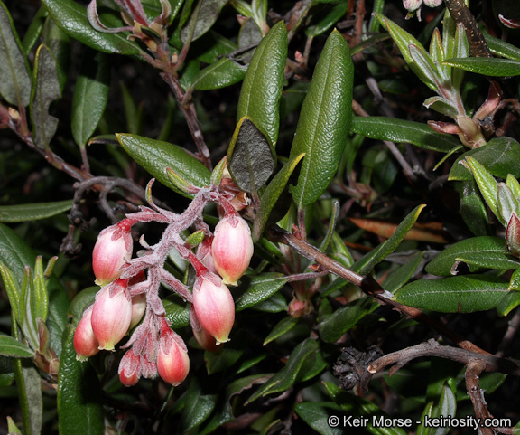 Imagem de Arctostaphylos bicolor (Nutt.) A. Gray