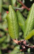 Image de Arctostaphylos bicolor (Nutt.) A. Gray