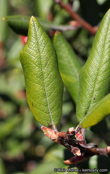 Imagem de Arctostaphylos bicolor (Nutt.) A. Gray