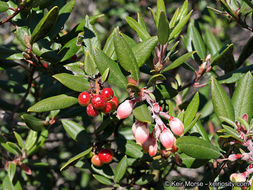 Image de Arctostaphylos bicolor (Nutt.) A. Gray