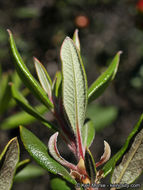 Image de Arctostaphylos bicolor (Nutt.) A. Gray