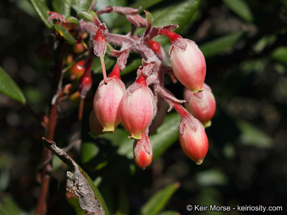 Imagem de Arctostaphylos bicolor (Nutt.) A. Gray