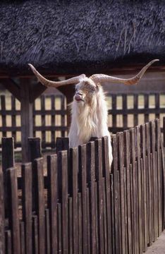 Image of domestic goat