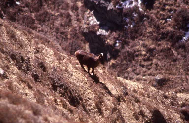 Image of Himalayan Tahr