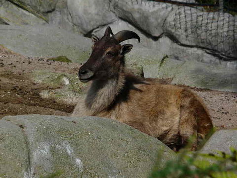 Image of Himalayan Tahr