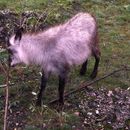 Image of Serow