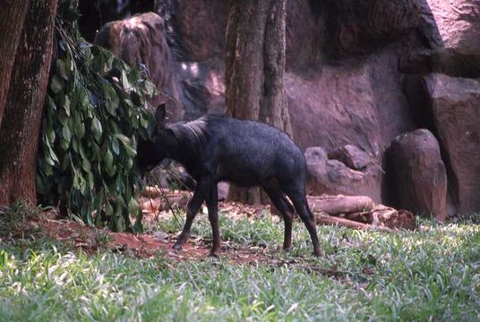 Image of Sumatran serow