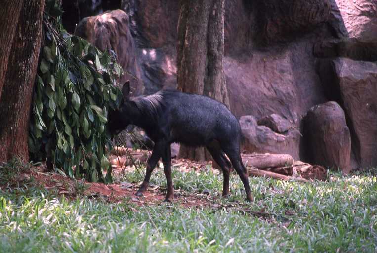 Image of Sumatran serow