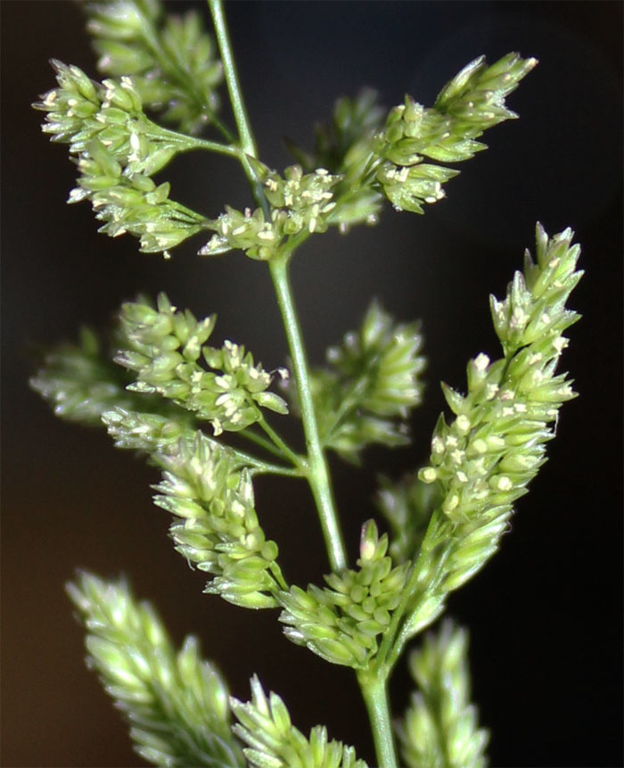 Image de Polypogon Vert