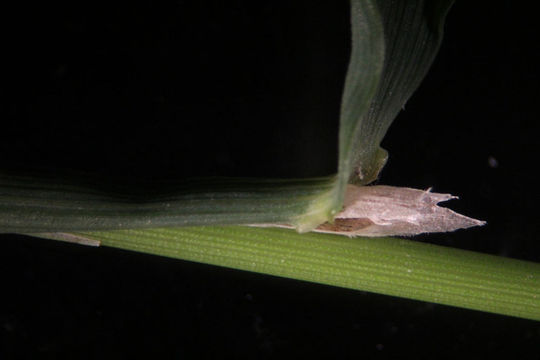 Image of Water Bent