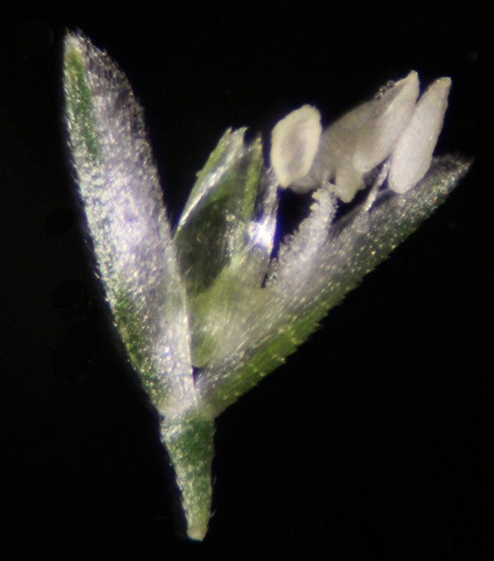Слика од Polypogon viridis (Gouan) Breistr.