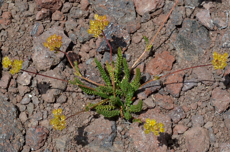 Image de Ivesia gordonii var. alpicola (Rydb. ex Howell) Ertter & Reveal