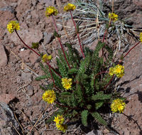 Image de Ivesia gordonii var. alpicola (Rydb. ex Howell) Ertter & Reveal