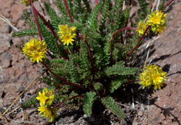 Image de Ivesia gordonii var. alpicola (Rydb. ex Howell) Ertter & Reveal