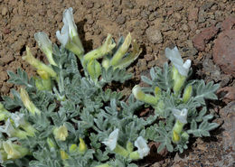 Image de Astragalus purshii var. lectulus (S. Wats.) M. E. Jones