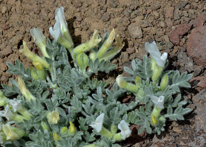 Image de Astragalus purshii var. lectulus (S. Wats.) M. E. Jones