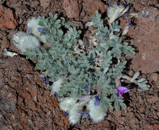 Image de Astragalus purshii var. lectulus (S. Wats.) M. E. Jones