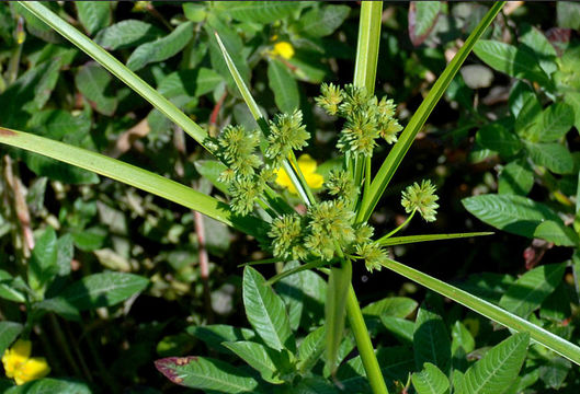 Слика од Cyperus eragrostis Lam.