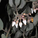 Plancia ëd Arctostaphylos canescens subsp. sonomensis (Eastw.) P. V. Wells