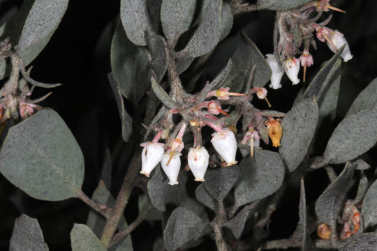 Слика од Arctostaphylos canescens subsp. sonomensis (Eastw.) P. V. Wells