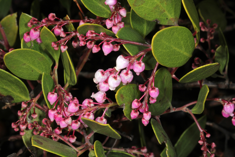 Sivun Arctostaphylos stanfordiana subsp. decumbens (P. V. Wells) P. V. Wells kuva