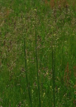 Слика од Turritis glabra L.