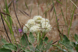 Image of arrowleaf buckwheat