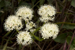 Image of arrowleaf buckwheat