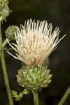 Image of fewleaf thistle