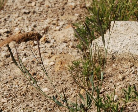 Image of Howell's pioneer rockcress