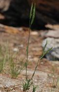 Image of Howell's pioneer rockcress