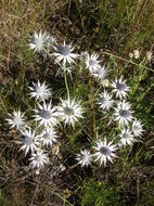 Imagem de Eryngium heterophyllum Engelm.