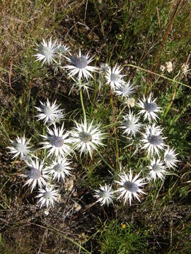 Image of Wright's Eryngo