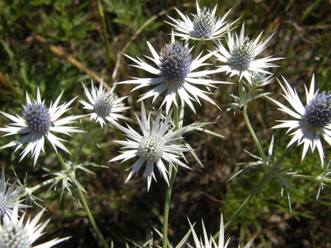 Eryngium heterophyllum Engelm. resmi