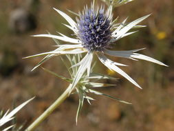 Eryngium heterophyllum Engelm. resmi