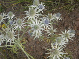 Eryngium heterophyllum Engelm. resmi