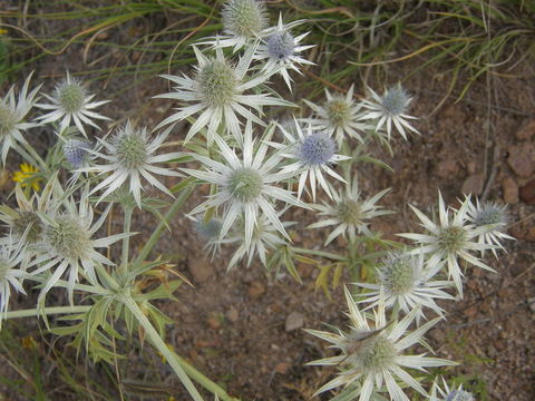 Image of Wright's Eryngo