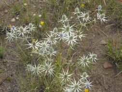 Imagem de Eryngium heterophyllum Engelm.