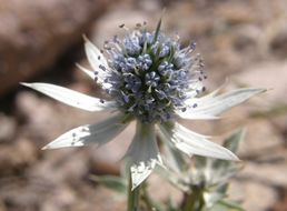 Eryngium heterophyllum Engelm. resmi