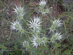 Imagem de Eryngium heterophyllum Engelm.