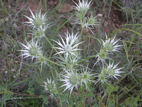 Eryngium heterophyllum Engelm. resmi