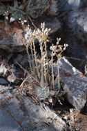 Image of San Bernardino Mountains liveforever