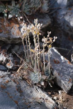 Sivun Dudleya abramsii subsp. affinis K. M. Nakai kuva