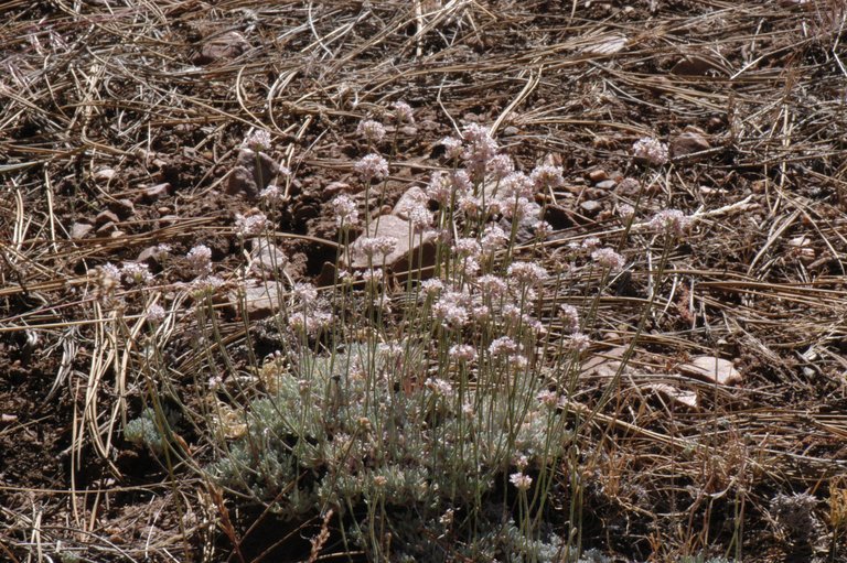 Image of Southern mountain wild-buckwheat