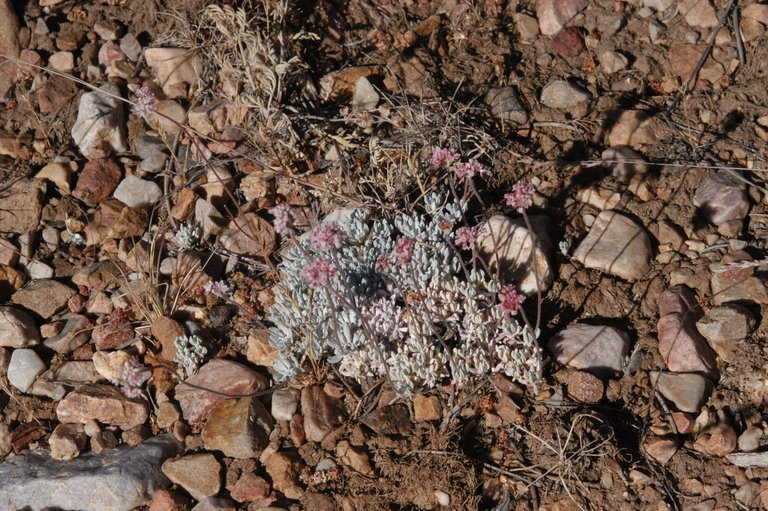 Image of Southern mountain wild-buckwheat