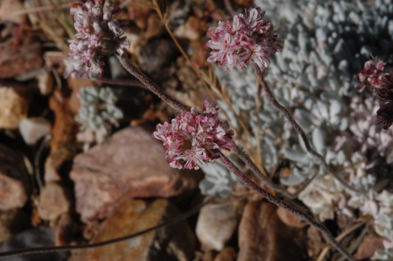 Image of Southern mountain wild-buckwheat