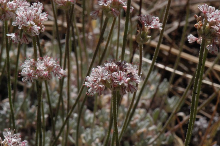 Image of Southern mountain wild-buckwheat